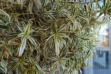 Pencerenin kenarında houseplants standı