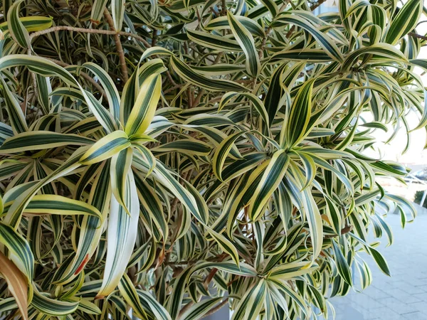 Piante Appartamento Stanno Vicino Alla Finestra — Foto Stock