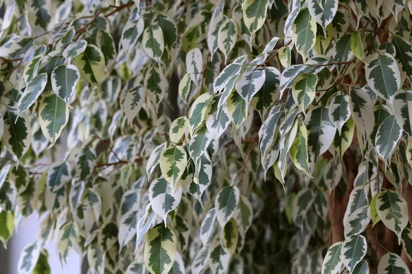 Kamerplanten Staan Bij Het Raam — Stockfoto