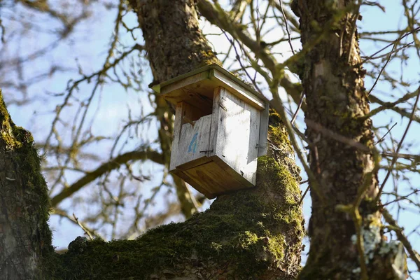 Παλιά Birdhouse Στο Δέντρο — Φωτογραφία Αρχείου