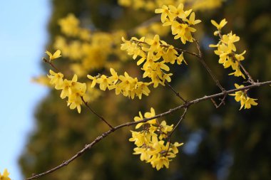 Hor çiçeği / hor çiçeği çiçek bahar