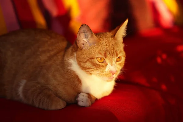 Retrato Hermoso Gato Pura Raza —  Fotos de Stock