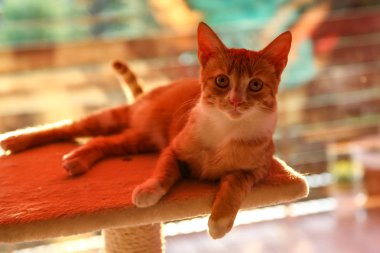 Bir güzel safkan ev kedisi portresi