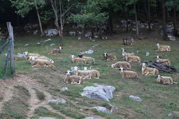 Kudde Schapen Grasland — Stockfoto