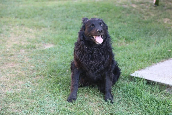 Черная Собака Радуется Хозяину — стоковое фото