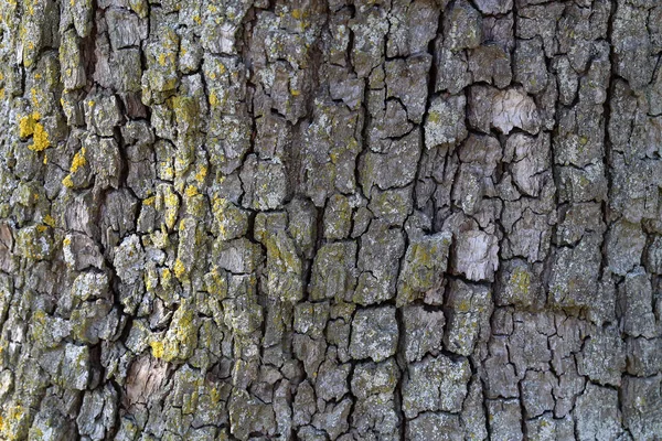Armut Ağacı Kabuğu — Stok fotoğraf
