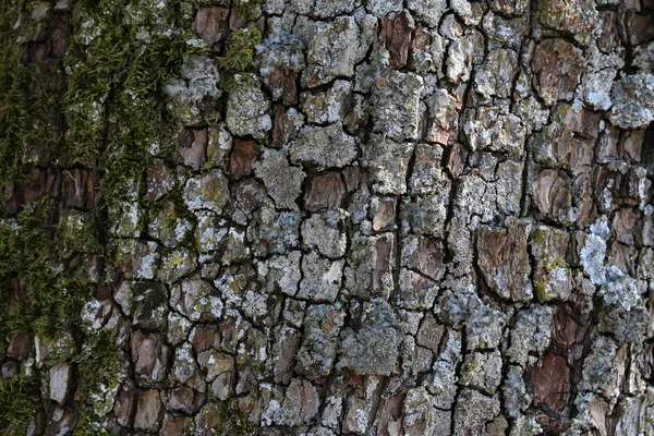 Armut Ağacı Kabuğu — Stok fotoğraf