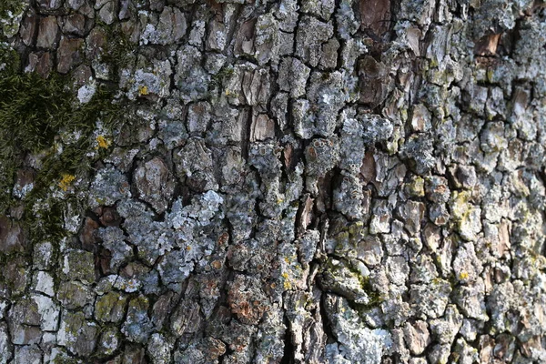 Rinde Des Birnbaums — Stockfoto