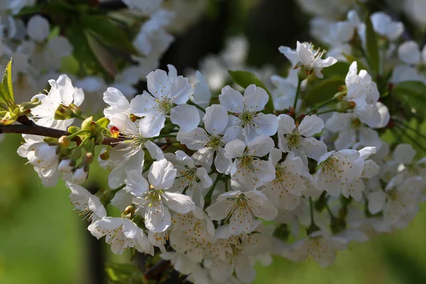 Branche Florissante Arbre Fruitier — Photo