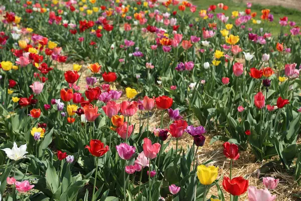 Verse Tulpen Het Veld — Stockfoto