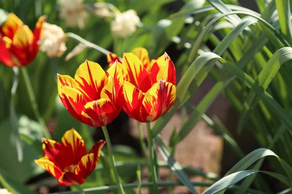 Des Tulipes Rouges Dans Jardin — Photo