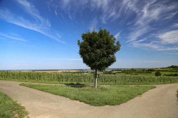 Sommarlandskap Med Ett Träd Mitten — Stockfoto