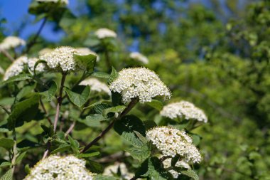 Mürver Şubesi çiçeklenme