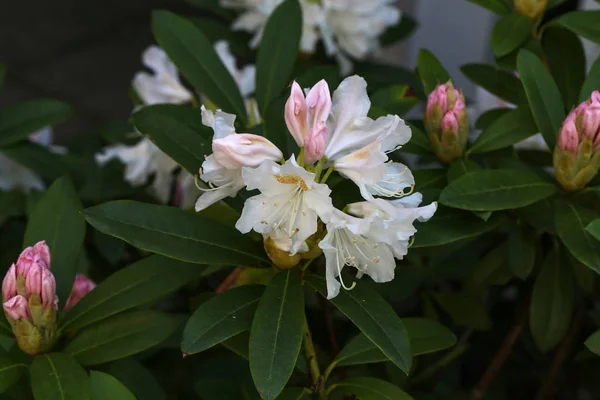 Różanecznik Biały Rododendron Kwiaty — Zdjęcie stockowe