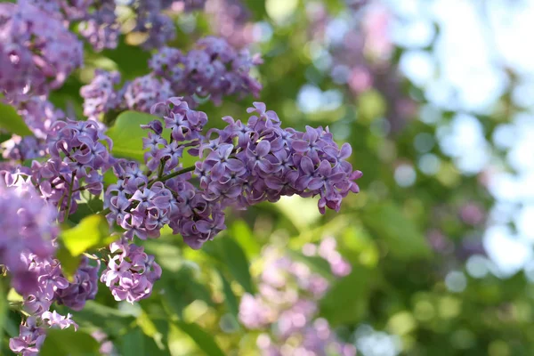 Blooming Lilac Garden — Stock Photo, Image