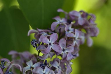 Bahçede çiçek açan leylak