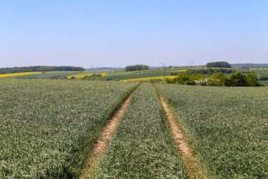 Buğday alanında izlemek