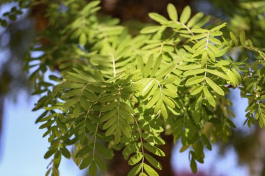 Yay / genç yapraklar güneşin