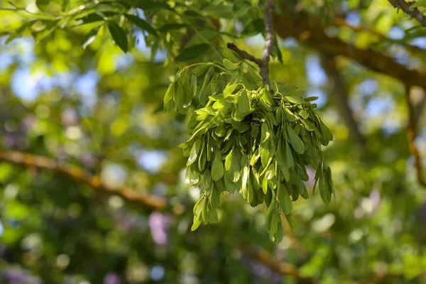 Семена Деревьев Зелёных Кленов — стоковое фото