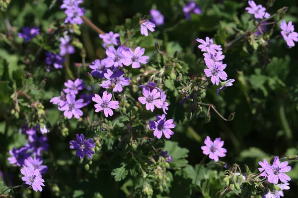 Fiori Prato Una Giornata Estiva Soleggiata — Foto Stock