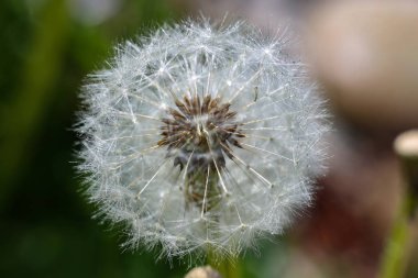 Soluk karahindiba alanı içinde
