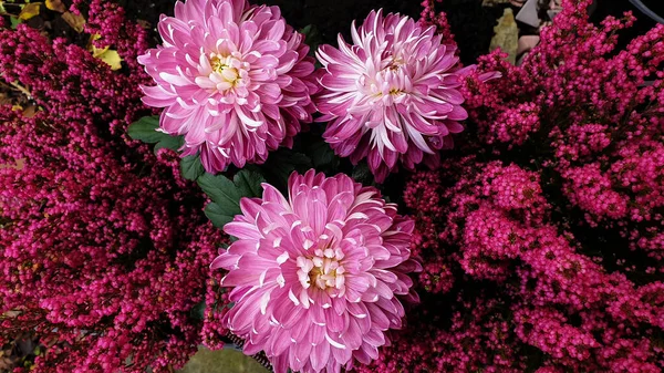 Violet purple aster flowers - aster, Michaelmas daisy