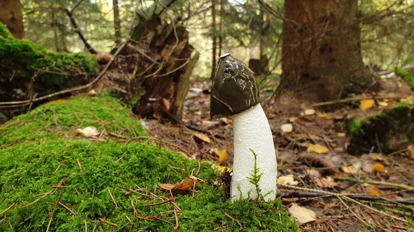 Ein großer Stinkhornpilz im Wald — Stockfoto