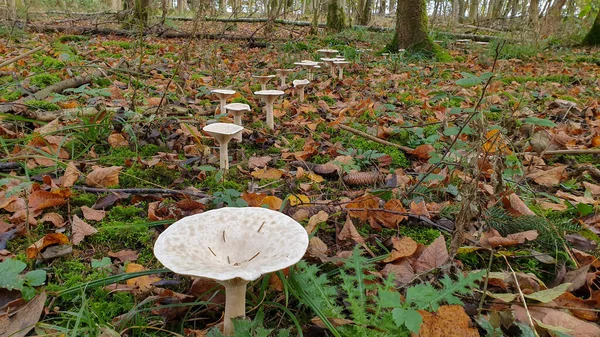 Fairy ring - Mushrooms on high legs stand nearby in a circle