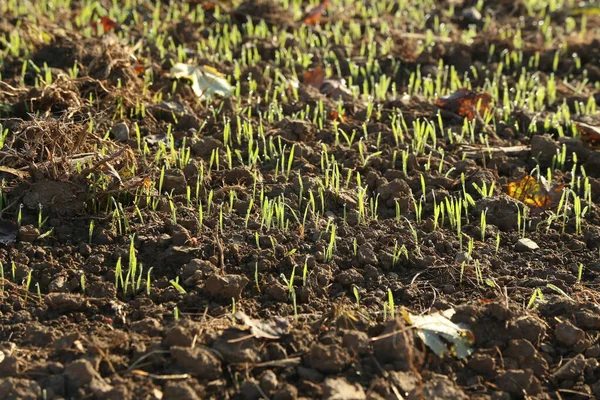 Scheuten van wintergewassen in de vroege herfstochtend — Stockfoto