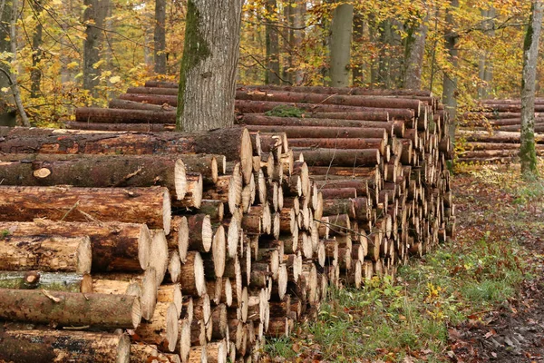 Freshly felled and sawn tree trunks in the forest Stock Picture