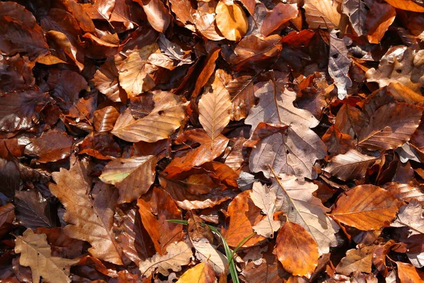 Folhas de outono marrom jazem no chão — Fotografia de Stock