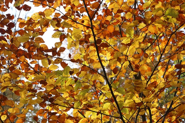 Luminose foglie gialle nella foresta autunnale — Foto Stock