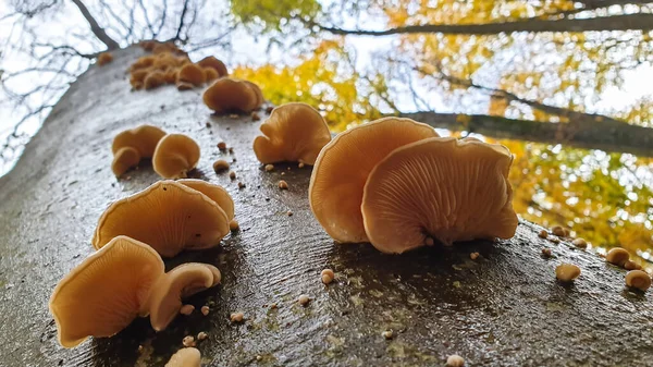 Forest mushrooms grow up the tree trunk