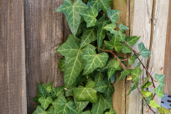 Hedera helix - Ένας τοίχος από κοινό πράσινο κισσό — Φωτογραφία Αρχείου