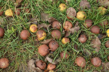 Yerde çürüyen ağaçtan düşen elmalar.