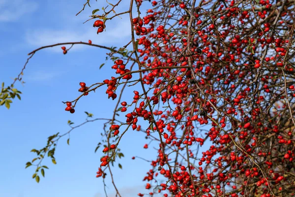 Bright red berries of wild rosehip against the blue sky — Stock Photo, Image
