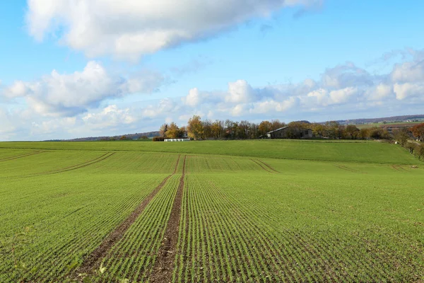 Field with winter crops on a sunny autumn day — Stock Photo, Image