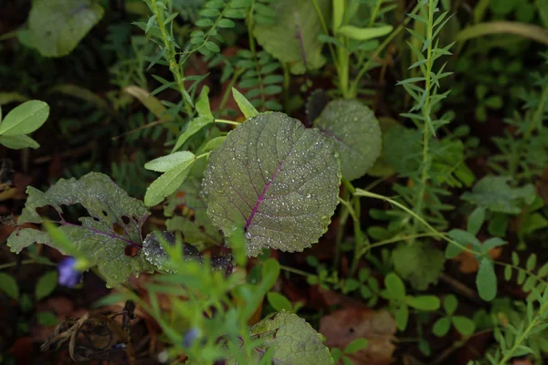 Dew drops on the leaves of the plant — Stock Photo, Image