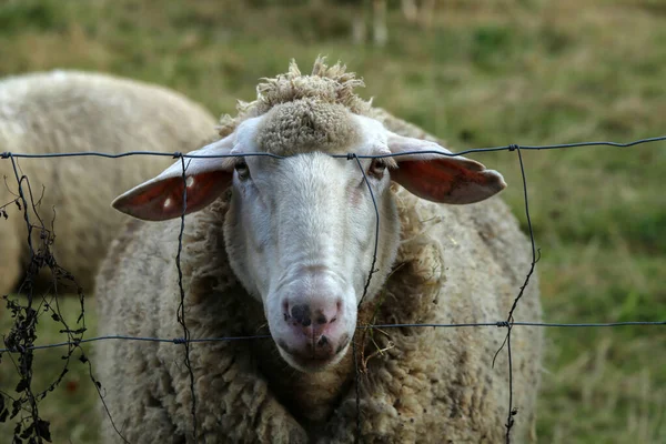 White sheep from behind the wire stares at the photographer — Stock Photo, Image