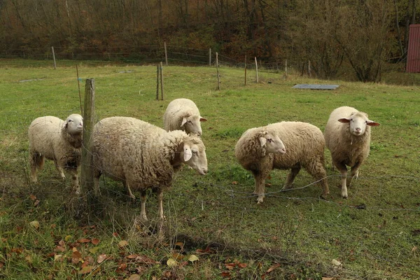 Un troupeau de moutons blancs paissent sur un pâturage clôturé — Photo