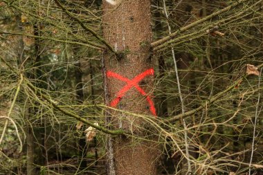 Ormanda kırmızı X işaretli çam ağacı kesilecek.