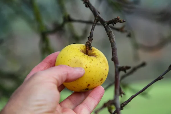 La última manzana colgando de un árbol en otoño — Foto de Stock