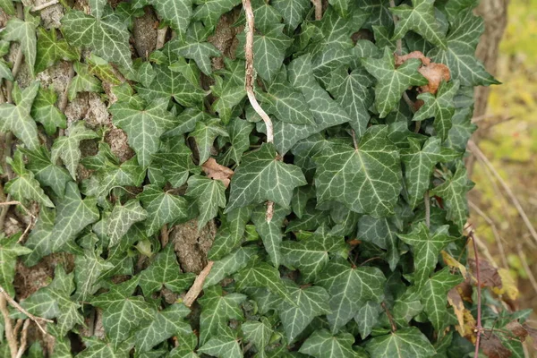 Hedera helix - Zielony bluszcz splot pnia drzewa — Zdjęcie stockowe