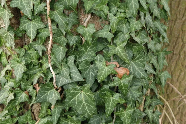 Hedera helix - Zielony bluszcz splot pnia drzewa — Zdjęcie stockowe