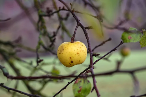 Última maçã pendurada em uma árvore no outono — Fotografia de Stock