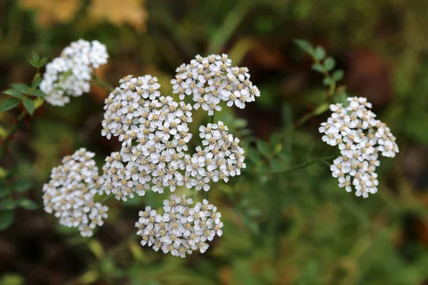 Small White Wildflowers Grow in a Meadow — 스톡 사진