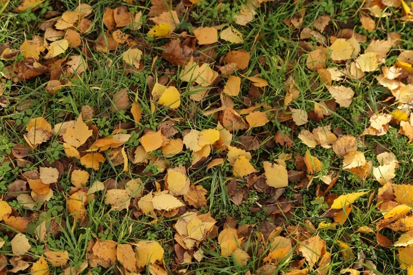 Yellow autumn leaves lie on the ground Stock Image