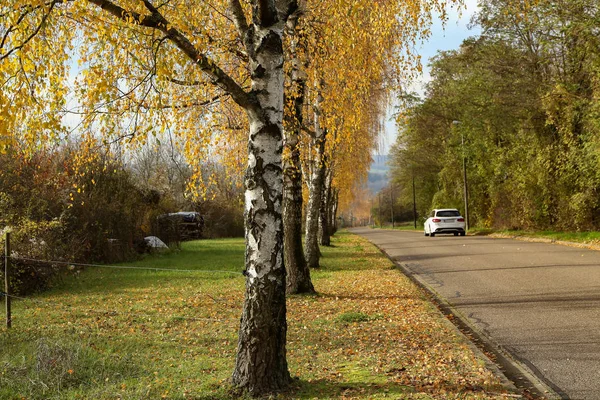 Paisaje otoñal - Callejón de abedul en otoño — Foto de Stock