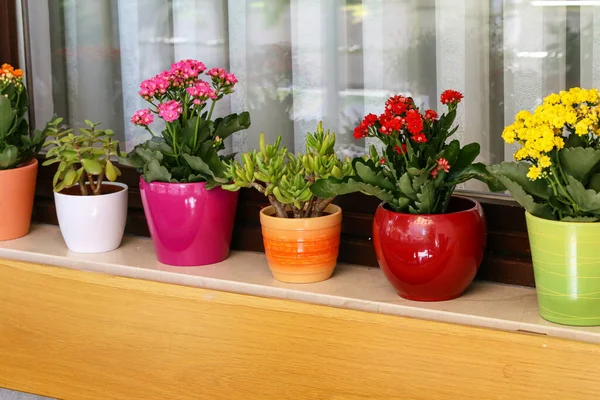 Várias flores em vasos estão no peitoril da janela — Fotografia de Stock