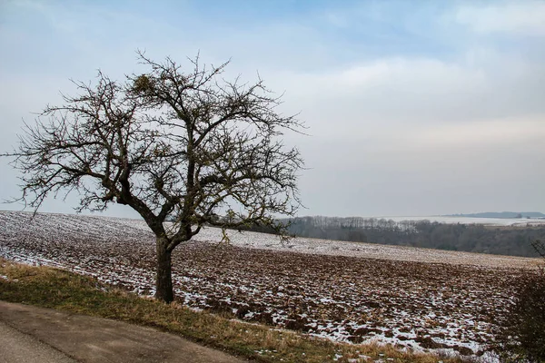 Paesaggio invernale con alberi ricoperti di brina — Foto Stock